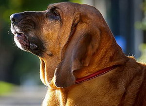 寻血猎犬有耳螨怎么治疗 寻血猎犬耳螨治疗方法