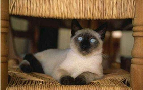 巴厘猫脱水怎么办 巴厘猫脱水解决办法