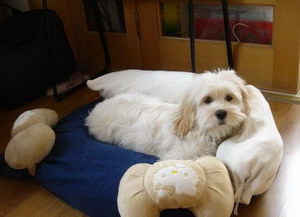 迷你贝吉格里芬凡丁犬感冒的症状及治疗方法