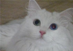 山东狮子猫白内障如何治疗 猫咪白内障症状