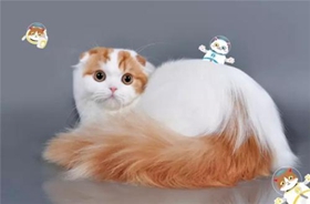 褴褛猫生病怎么护理 褴褛猫生病护理方法