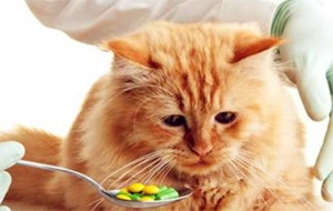 猫白血病临床症状介绍