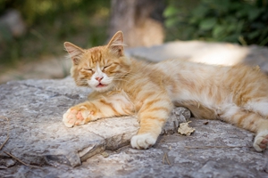 小猫咪怎么喂养