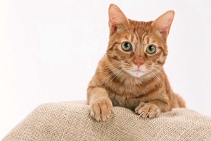 小猫咪如何剪爪子