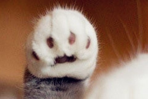 小猫指甲怎么剪