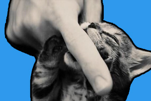 打小猫会不会记仇