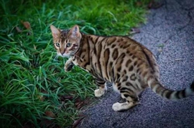 豹猫不吃猫粮怎么办 豹猫不吃猫粮解决办法