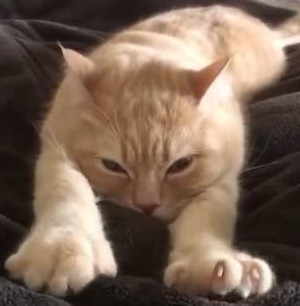 猫踩奶是什么意思