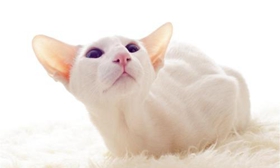 东方猫性格好不好 东方猫性格介绍
