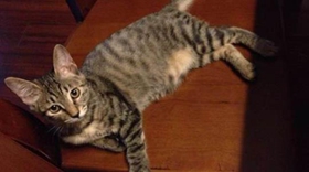 加州闪亮猫毛发怎么梳理 加州闪亮猫毛发梳理方法